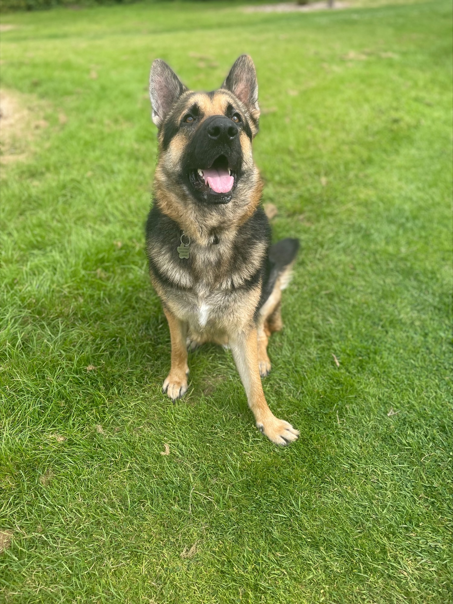 Ernie the dog
